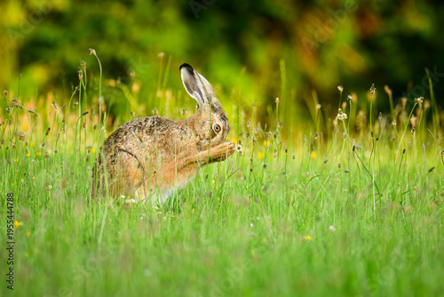 Obraz na płótnie Hase auf Sommerwiese