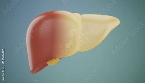 Liver triglyceride storage concept showing healthy and fatty liver side by side with smooth texture and medical illustration style