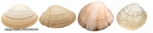 Photos Natural collection of diverse seashells, captured in a detailed photograph