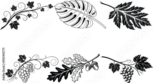 Black and white illustration of various types of leaves on stems