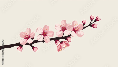 Vector pink cherry blossom branch with flowers and buds isolated on Transparent Background