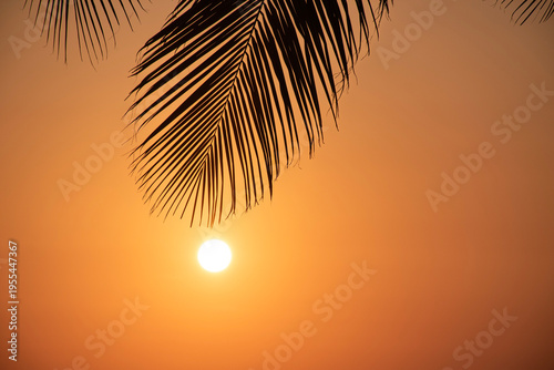 palm tree silhouette at sunset