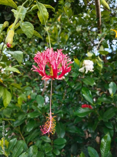 Beautiful Pink Hibiscus Schizopetalus Isolated Against Blur Green Background
