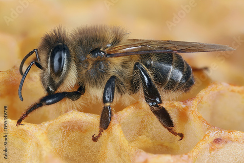 Honeybee (Apis mellifera) western honey bee. Insects on a honeycomb in a beehive. Visible details with a wide depth of field.