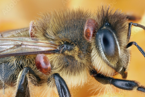Honeybee (Apis mellifera) infested with parasitic Varroa mite (Varroa destructor) on a wax comb. Even the smallest details are visible.
