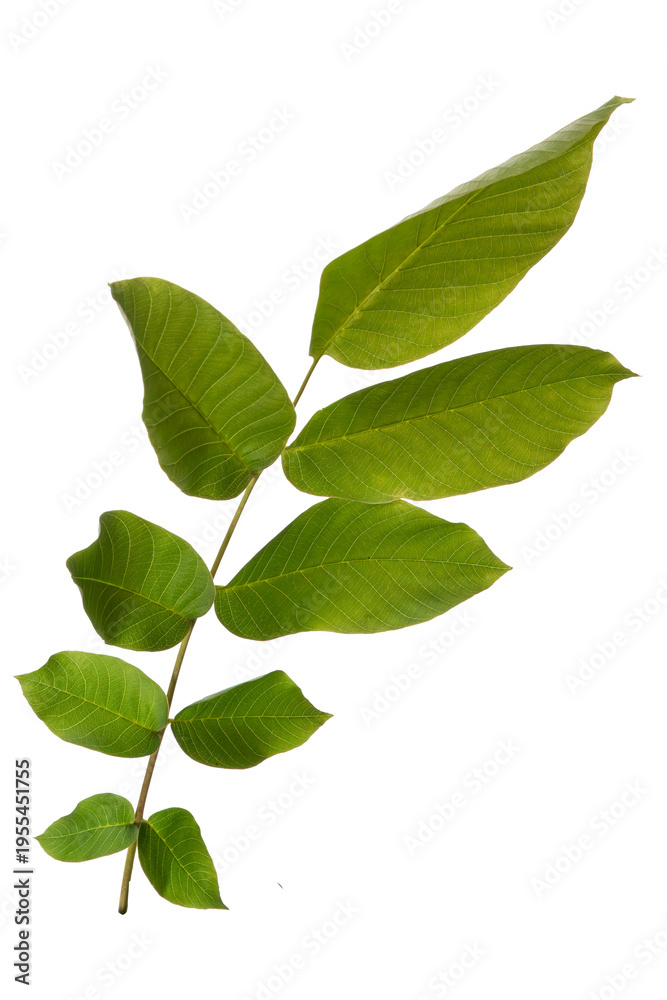Obraz premium High-quality isolated green branch with fresh spring and summer leaves on transparent background