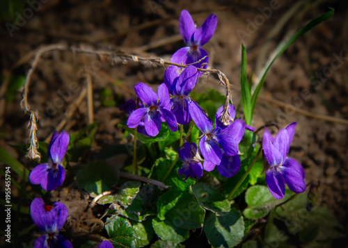 Obraz na płótnie Viola flowers in a forest in spring time