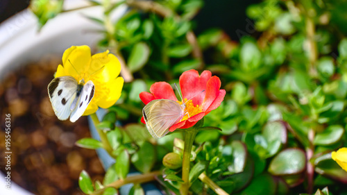 Photos 花にとまるモンシロチョウ
