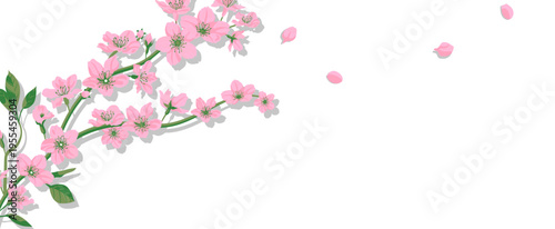 白背景に映える桜の枝と舞い散る花びらが美しい春のナチュラルイラスト素材