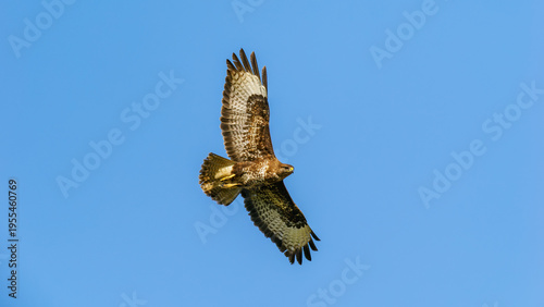 Konstfotografi Mäusebussard im Flug