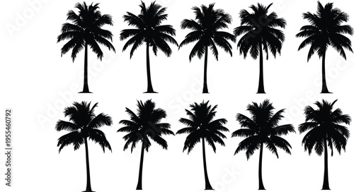 Palm tree silhouettes set featuring tropical coconut trees in various shapes, exotic nature collection isolated on white background vector illustration