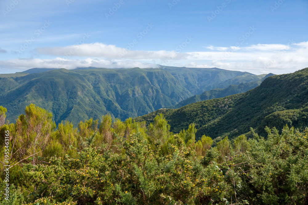 Fototapeta premium Rabacal foothpaths in Madeira island Portugal green landscape mountain with levadas.