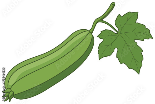 Zucchini green summer squash vegetable with leaf isolated illustration design