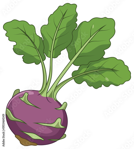 Kohlrabi vegetable illustration featuring a vibrant purple bulb with fresh green leaves
