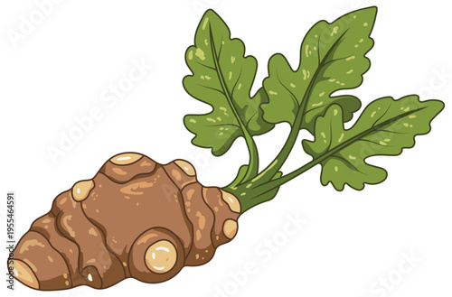 Jerusalem artichoke fresh brown root vegetable with leaves isolated illustration