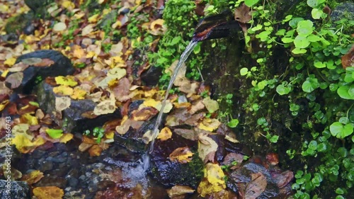 Autumn fresh spring in the montains