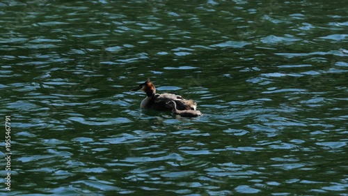 Water Birds Great Crested Grebe Swimming in Spring in Lake Almsee in Austria in May Podiceps Cristatus