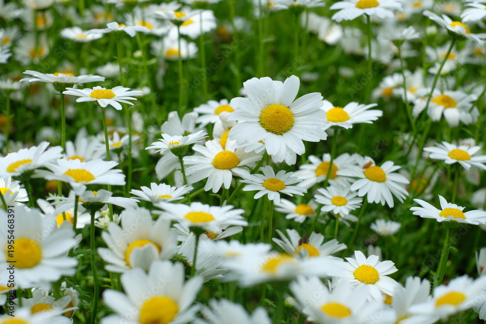 Fototapeta premium Field of North Pole flowers (mini marguerite) in full bloom, white spring flowers background 