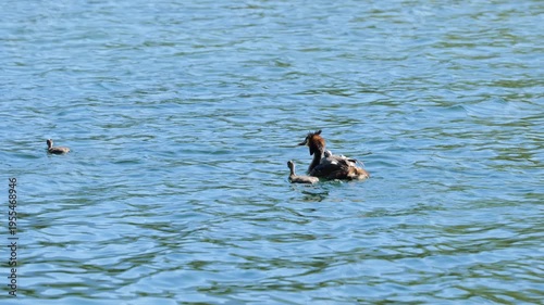 Water Birds Great Crested Grebe Swimming in Spring in Lake Almsee in Austria in May Podiceps Cristatus