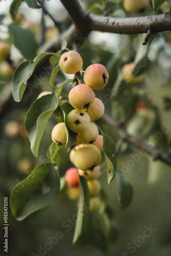 Close-up of small, ripening crabapples hanging from a tree branch.