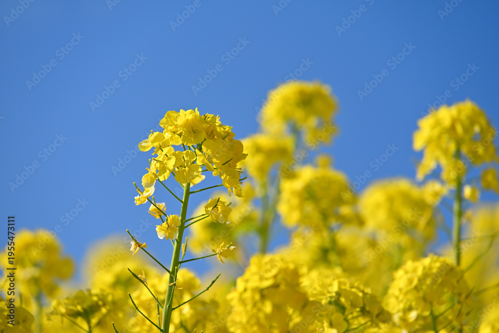 Obraz premium 菜の花畑