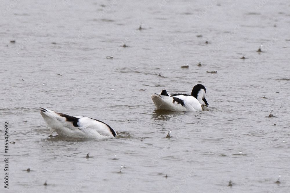 Fototapeta premium Avocette élégante