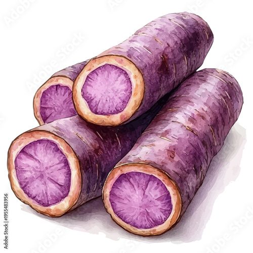 watercolor painting of Taro Root graphic, isolated on a white background.