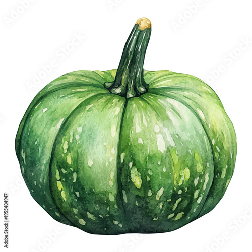 Squash, detailed watercolor painting, isolated on a white background.