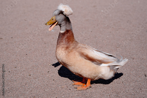 Φωτογραφία A crested duck with a unique feathered crest and vivid plumage strolling on sandy terrain, basking in sunlight