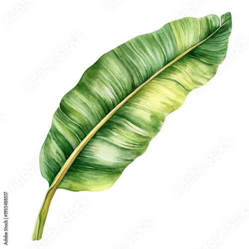Plantain Leaf High Quality, watercolor clipart showing delicate textures and whimsical forms, isolated on a white background.