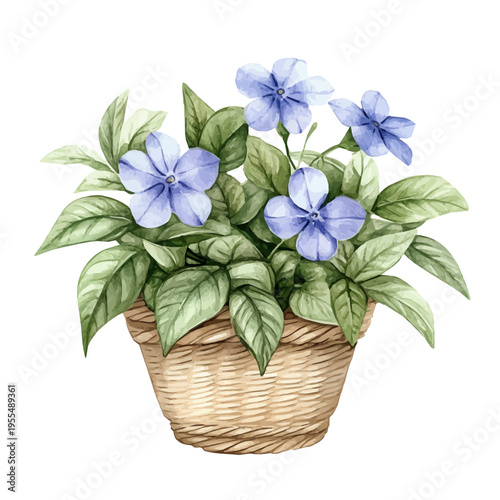Periwinkle Bouquet In A Basket A, watercolor illustration featuring soft shadows and luminous, isolated on a white background.