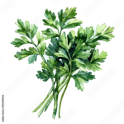 watercolor of Parsley High Quality draw graphic, isolated on a white background.