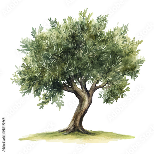 Olive Tree High Quality, watercolor artwork with intricate patterns and vibrant, isolated on a white background.