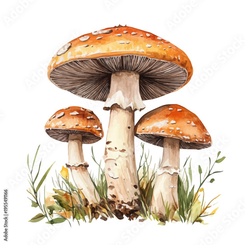 watercolor of Mushrooms High Quality painting, isolated on a white background.