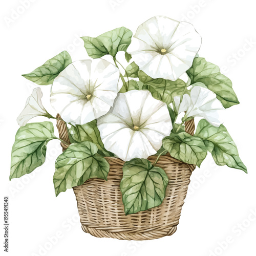 Moonflower Bouquet In A Basket A, watercolor illustration featuring soft shadows and luminous, isolated on a white background.
