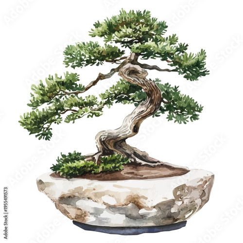Mediterranean Cypress Bonsai, watercolor painting with colorful accents, isolated on a white background.