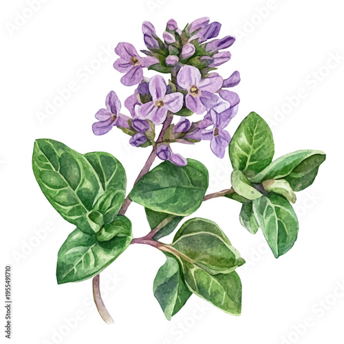 Billede på lærred watercolor of Marjoram draw graphic, isolated on a white background