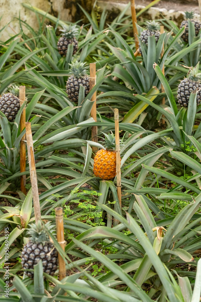 Obraz premium Pineapples in a greenhouse on Sao Miguel Island, Azores, Portugal,