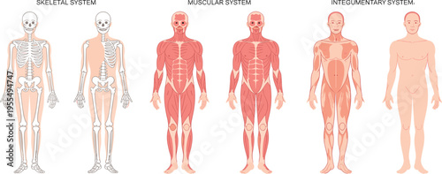 Human anatomy body systems illustration, skeletal muscular integumentary diagrams, medical education chart, male front view anatomical structure vector
