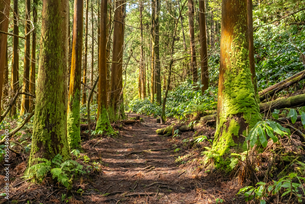 Fototapeta premium Sun-Drenched Path Through Japanese Cedar Forest