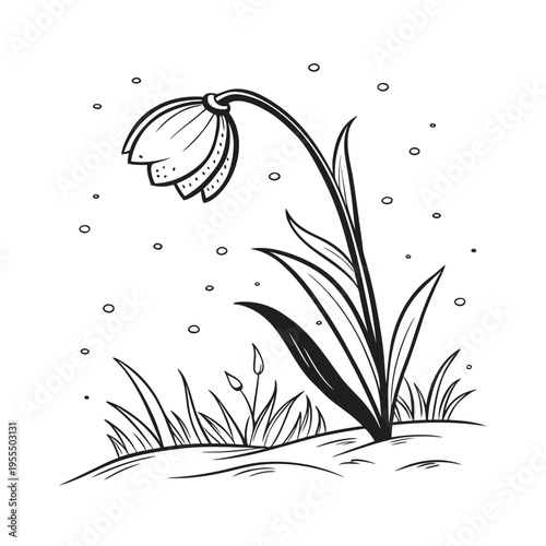 Vector snowdrop flower illustration in black and white