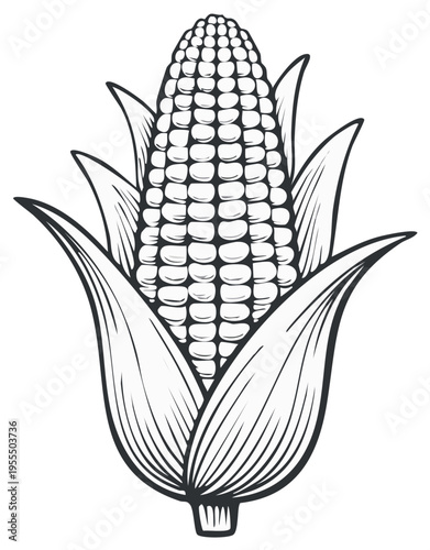Black and white line art illustration of an ear of corn on the cob with husks