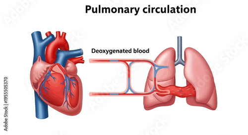 Detailed Diagram of Pulmonary Circulation Showing Heart and Lung Blood Flow in Medical Illustration