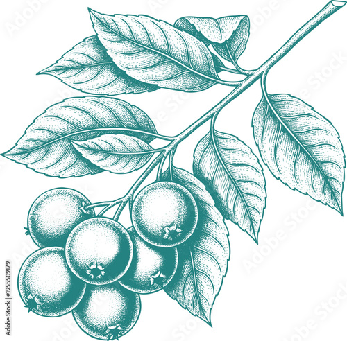 Branch of ripe red berries with green leaves detailed doodle illustration on transparent background for nature