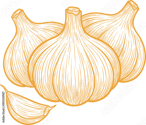 Outline vector drawing of garlic cloves and whole garlic bulb, simple linear sketch of seasoning vegetable