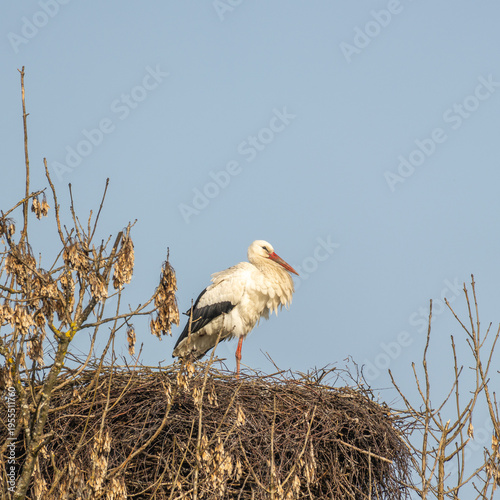 white stork in his nest, high on a tree trunk between branches, relax and recreating high above