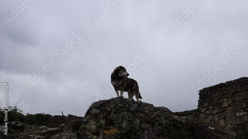 Stray dog standing on stone ruins under cloudy sky alert posture looking around urban wildlife survival concept lonely guard abandoned place freedom instinct outdoor scene