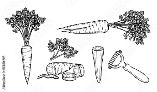 Hand Drawn Carrot Vegetable Set with Whole, Sliced, and Peeled Carrots, Fresh Organic Produce Sketch Illustrations for Food and Cooking Vector Design