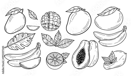 Tropical Fruit Line Art Illustration Set Featuring Mango, Banana, Papaya, Citrus, and Exotic Fruits for Healthy Eating, Organic Food Design, and Fresh Produce Graphics