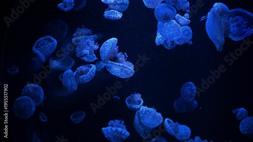 Swarm of spotted jellyfish drifting in deep blue water. A large group of Mastigias papua jellyfish swimming in dark water. Monochromatic blue abstract background with translucent marine creatures.